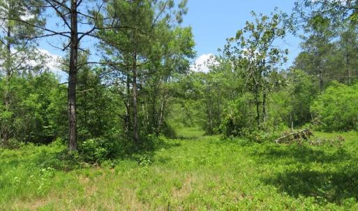 Photo of UNDER CONTRACT!  81 Acres of Hunting and Timber Land For Sale in Brunswick County NC!