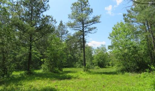Photo of UNDER CONTRACT!  81 Acres of Hunting and Timber Land For Sale in Brunswick County NC!