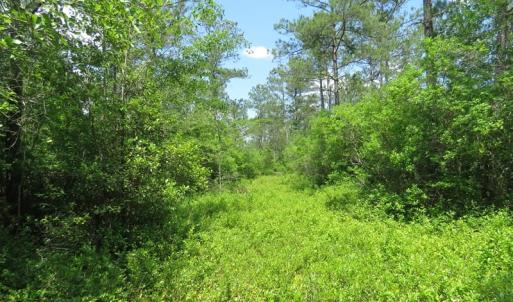 Photo of UNDER CONTRACT!  81 Acres of Hunting and Timber Land For Sale in Brunswick County NC!