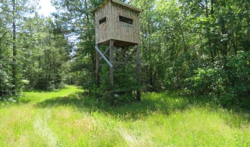 Photo of UNDER CONTRACT!  81 Acres of Hunting and Timber Land For Sale in Brunswick County NC!