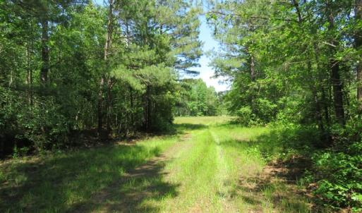 Photo of UNDER CONTRACT!  81 Acres of Hunting and Timber Land For Sale in Brunswick County NC!