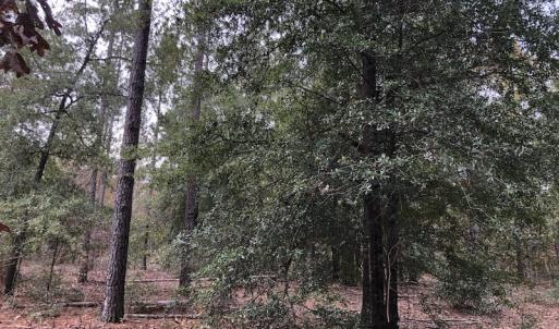 Photo of UNDER CONTRACT!  31 Acres of Hunting Land For Sale in Cumberland County NC!