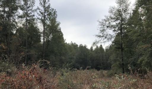 Photo of UNDER CONTRACT!  31 Acres of Hunting Land For Sale in Cumberland County NC!