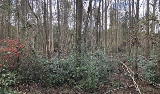 Photo of UNDER CONTRACT!  31 Acres of Hunting Land For Sale in Cumberland County NC!