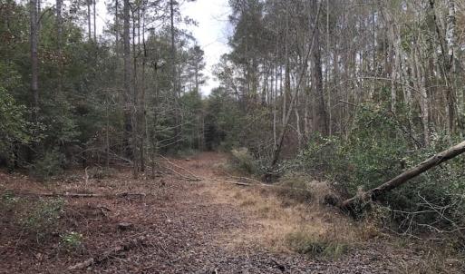 Photo of UNDER CONTRACT!  31 Acres of Hunting Land For Sale in Cumberland County NC!