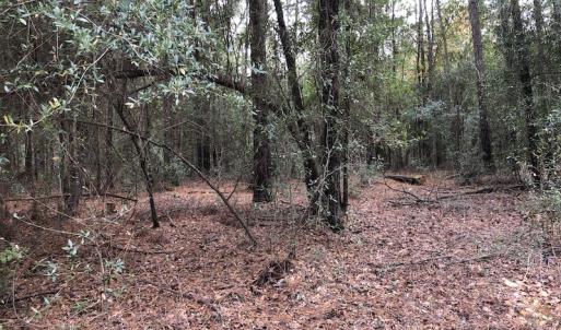 Photo of UNDER CONTRACT!  31 Acres of Hunting Land For Sale in Cumberland County NC!