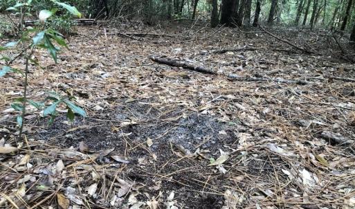 Photo of UNDER CONTRACT!  31 Acres of Hunting Land For Sale in Cumberland County NC!