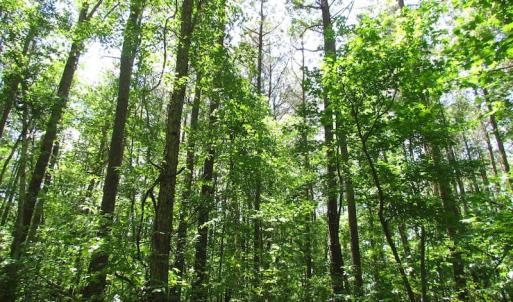 Photo of UNDER CONTRACT!  13.3 Acres of Farm Timber and Hunting Land For Sale in Sussex County VA!
