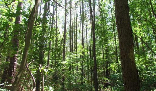 Photo of UNDER CONTRACT!  13.3 Acres of Farm Timber and Hunting Land For Sale in Sussex County VA!