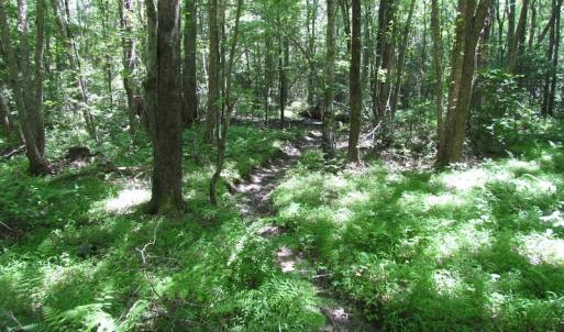Photo of UNDER CONTRACT!  13.3 Acres of Farm Timber and Hunting Land For Sale in Sussex County VA!