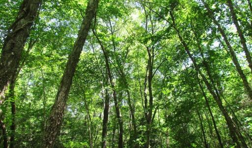 Photo of UNDER CONTRACT!  13.3 Acres of Farm Timber and Hunting Land For Sale in Sussex County VA!