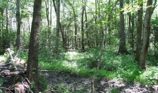 Photo of UNDER CONTRACT!  13.3 Acres of Farm Timber and Hunting Land For Sale in Sussex County VA!