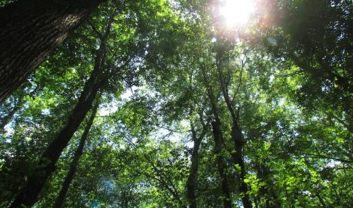 Photo of UNDER CONTRACT!  13.3 Acres of Farm Timber and Hunting Land For Sale in Sussex County VA!