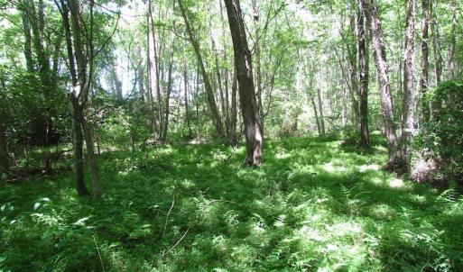 Photo of UNDER CONTRACT!  13.3 Acres of Farm Timber and Hunting Land For Sale in Sussex County VA!