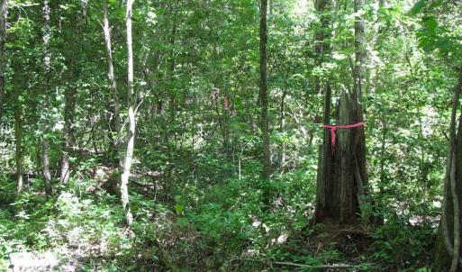 Photo of UNDER CONTRACT!  13.3 Acres of Farm Timber and Hunting Land For Sale in Sussex County VA!