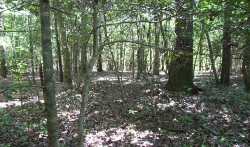 Photo of UNDER CONTRACT!  13.3 Acres of Farm Timber and Hunting Land For Sale in Sussex County VA!