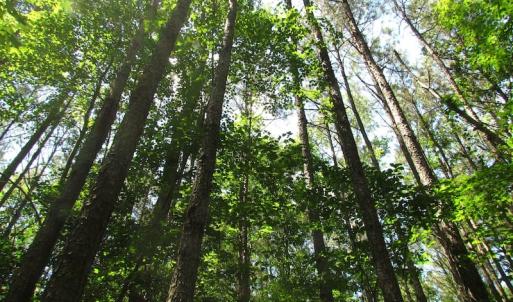 Photo of UNDER CONTRACT!  13.3 Acres of Farm Timber and Hunting Land For Sale in Sussex County VA!