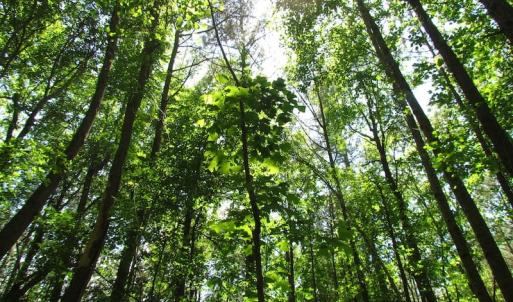 Photo of UNDER CONTRACT!  13.3 Acres of Farm Timber and Hunting Land For Sale in Sussex County VA!