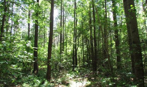 Photo of UNDER CONTRACT!  13.3 Acres of Farm Timber and Hunting Land For Sale in Sussex County VA!