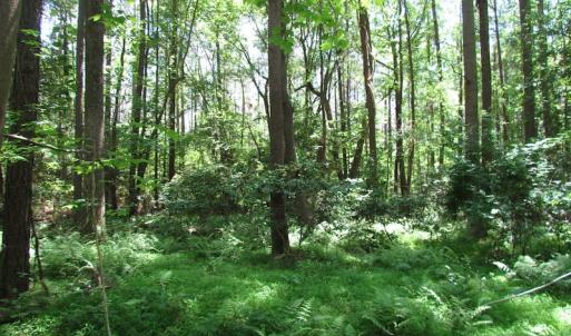 Photo of UNDER CONTRACT!  13.3 Acres of Farm Timber and Hunting Land For Sale in Sussex County VA!