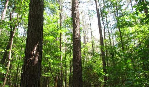 Photo of UNDER CONTRACT!  13.3 Acres of Farm Timber and Hunting Land For Sale in Sussex County VA!
