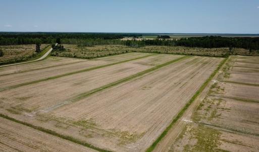 Photo of UNDER CONTRACT!  75 Acres of Farm and Hunting Land For Sale in Tyrrell County NC!