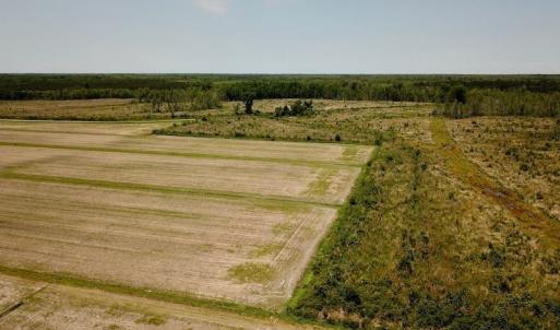 Photo of UNDER CONTRACT!  75 Acres of Farm and Hunting Land For Sale in Tyrrell County NC!