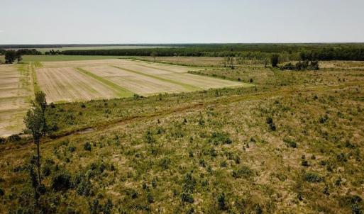 Photo of UNDER CONTRACT!  75 Acres of Farm and Hunting Land For Sale in Tyrrell County NC!