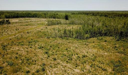 Photo of UNDER CONTRACT!  75 Acres of Farm and Hunting Land For Sale in Tyrrell County NC!