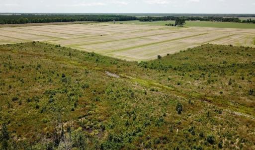 Photo of UNDER CONTRACT!  75 Acres of Farm and Hunting Land For Sale in Tyrrell County NC!