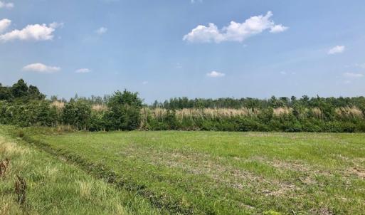 Photo of UNDER CONTRACT!  75 Acres of Farm and Hunting Land For Sale in Tyrrell County NC!