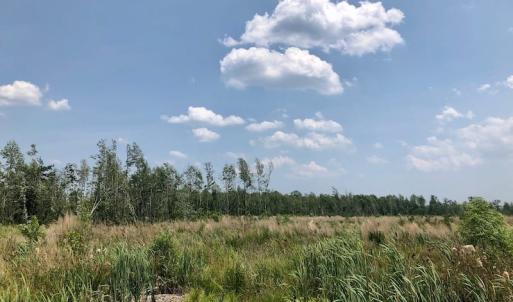 Photo of UNDER CONTRACT!  75 Acres of Farm and Hunting Land For Sale in Tyrrell County NC!