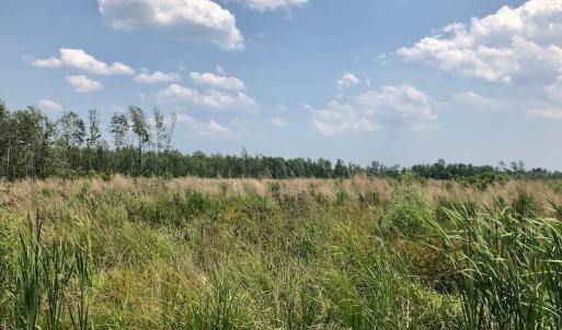 Photo of UNDER CONTRACT!  75 Acres of Farm and Hunting Land For Sale in Tyrrell County NC!