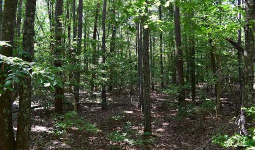 Photo of SOLD!!  91 Acres of Undeveloped Residential Land For Sale in Gloucester County VA!