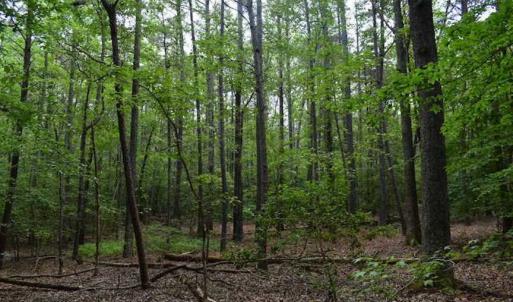 Photo of SOLD!!  91 Acres of Undeveloped Residential Land For Sale in Gloucester County VA!
