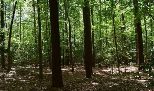 Photo of SOLD!!  91 Acres of Undeveloped Residential Land For Sale in Gloucester County VA!