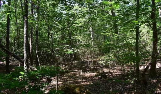 Photo of SOLD!!  91 Acres of Undeveloped Residential Land For Sale in Gloucester County VA!