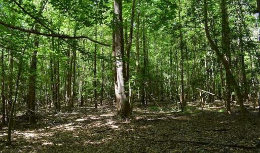 Photo of SOLD!!  91 Acres of Undeveloped Residential Land For Sale in Gloucester County VA!