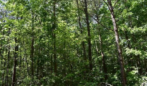 Photo of SOLD!!  91 Acres of Undeveloped Residential Land For Sale in Gloucester County VA!