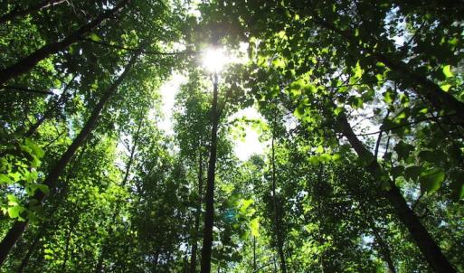 Photo of SOLD!  276 Acres of Farm and Hunting Land For Sale in Prince George County VA!