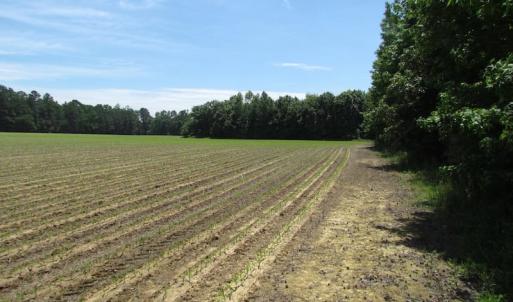 Photo of SOLD!  276 Acres of Farm and Hunting Land For Sale in Prince George County VA!