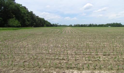 Photo of SOLD!  276 Acres of Farm and Hunting Land For Sale in Prince George County VA!