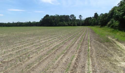 Photo of SOLD!  276 Acres of Farm and Hunting Land For Sale in Prince George County VA!
