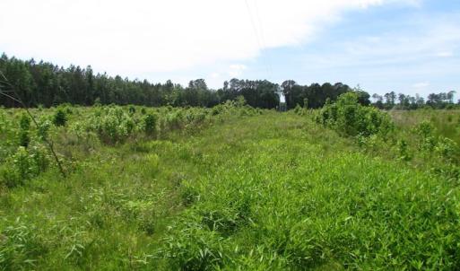 Photo of SOLD!  276 Acres of Farm and Hunting Land For Sale in Prince George County VA!