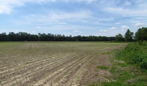 Photo of SOLD!  276 Acres of Farm and Hunting Land For Sale in Prince George County VA!