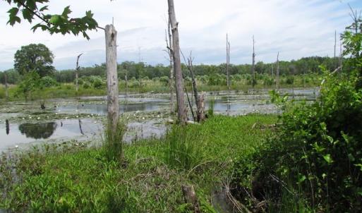 Photo of UNDER CONTRACT!  170 Acres of Farm and Hunting Land with Pond For Sale in Prince George County VA!