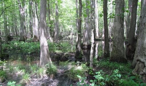 Photo of UNDER CONTRACT!  170 Acres of Farm and Hunting Land with Pond For Sale in Prince George County VA!