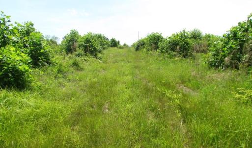 Photo of UNDER CONTRACT!  170 Acres of Farm and Hunting Land with Pond For Sale in Prince George County VA!