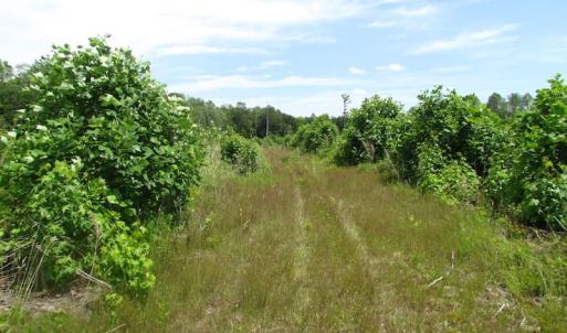 Photo of UNDER CONTRACT!  170 Acres of Farm and Hunting Land with Pond For Sale in Prince George County VA!