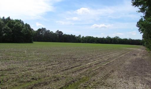Photo of SOLD!!!  40 Acres of Farm and Hunting Land For Sale in Prince George County VA!